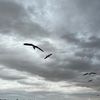 maha_7233
