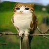 bensimsek.p