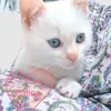 calice_chat