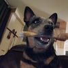 cattledog5