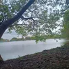 rossychaves