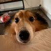 killerthesheltie