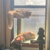 katwith4cats