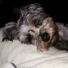 sophiethedivadog