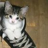kimmlovecats