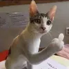 aashbbbccccdddd