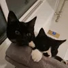 beaniebuster