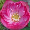 ngocthanh.414