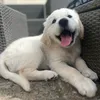 goldenboymilo23