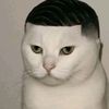 mr.hawtpotato