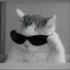 fyllt_5