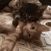 kitty_aranha_