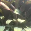 dedijunaedi155