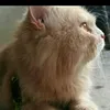 heerahmed24