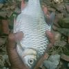 _kang_mancing_