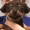 perrito_malo2
