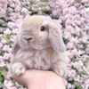 babytiger_savange2