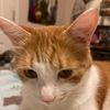 alleykatt.6