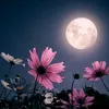 moonlasido