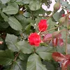 k1306743412509