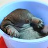 the.knucl