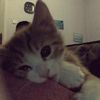 ullyana_24.11