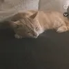 melekkk_p