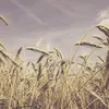 golldensun
