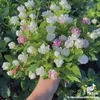 emcuamemaituoi22