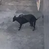 lipealenda02