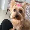 cissacosta1