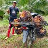saipulharahap01