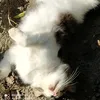 mario_058955