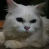 harisdesurka