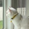 meembritishshorthair