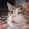 bokokat