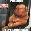 bulldog763
