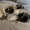 pugnsoccermom
