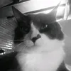 andriel_fernandes