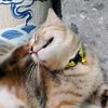 lilmeowgi