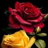 shehzadgulkhan7