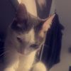 kj_foxxxxxxx