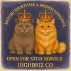 highbris_cattery