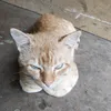 mhdsalleh22