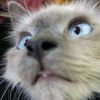 thesugameow