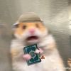 koalatidur000
