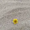 yyu0017