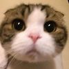 cacawaawwww