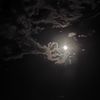 sula_iman7