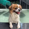 jackfruitken